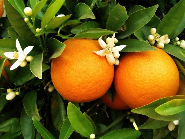 Two oranges with blossom flowers hanging on orange tree